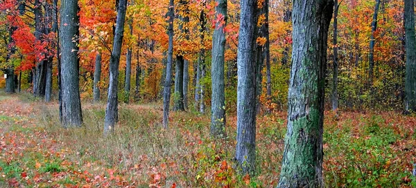 Höstens banner — Stockfoto