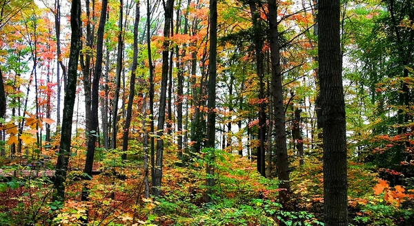 Uzun renkli ağaçlar — Stok fotoğraf