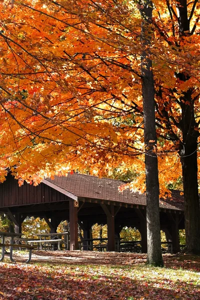 秋天在公园里 — 图库照片