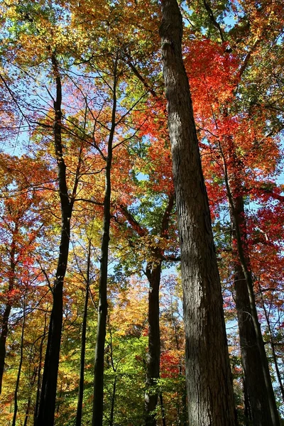 Paisaje de otoño Michigan —  Fotos de Stock