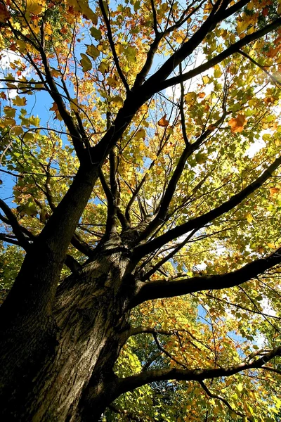 Alttan renkli ağaç görünümü — Stok fotoğraf