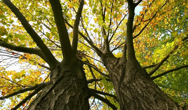 Färgglada trädvy från botten — Stockfoto