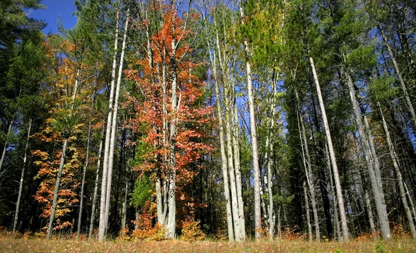 크고 화려한 나무 — 스톡 사진