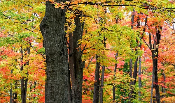 Arbres colorés — Photo