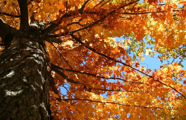 Turuncu renkli ağaç — Stok fotoğraf