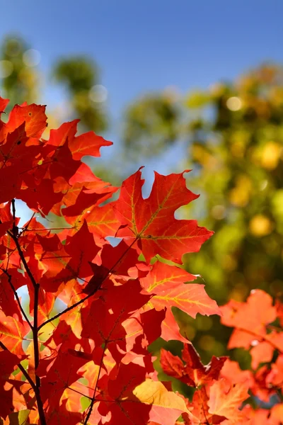 Яркие кленовые листья — стоковое фото