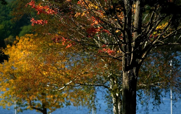 Árvores coloridas — Fotografia de Stock