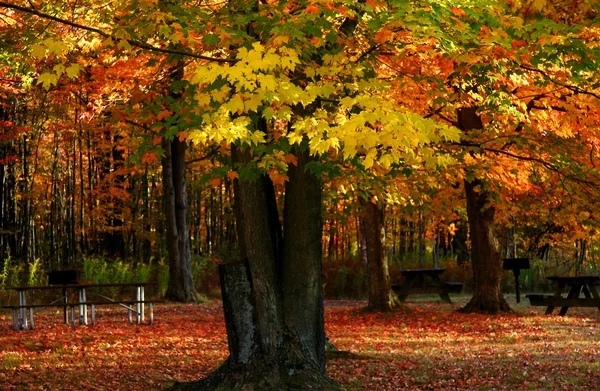 Осенний ландшафт Мичигана — стоковое фото
