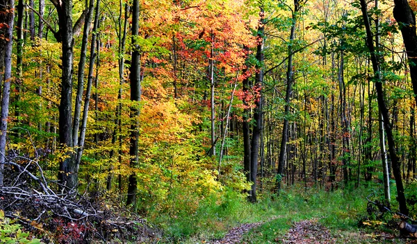 ミシガン州の秋の風景 — ストック写真