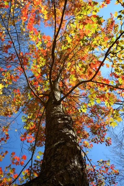Alttan renkli ağaç görünümü — Stok fotoğraf