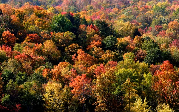 Kleurrijke bomen — Stockfoto