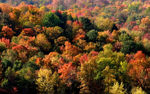 stock image Colorful Trees