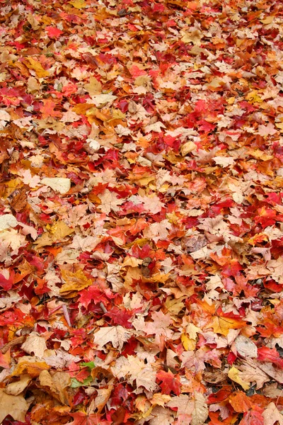 stock image Maple Leaf Background