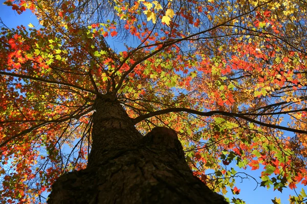 Красочное дерево — стоковое фото