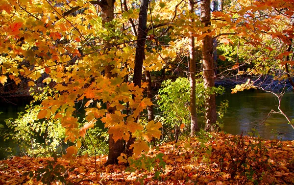Árvores de queda coloridas — Fotografia de Stock