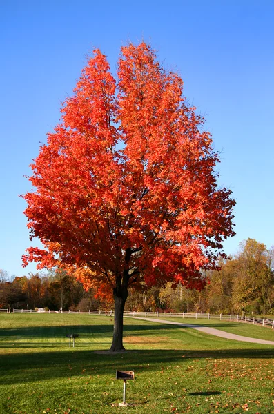 Röd färg träd — Stockfoto
