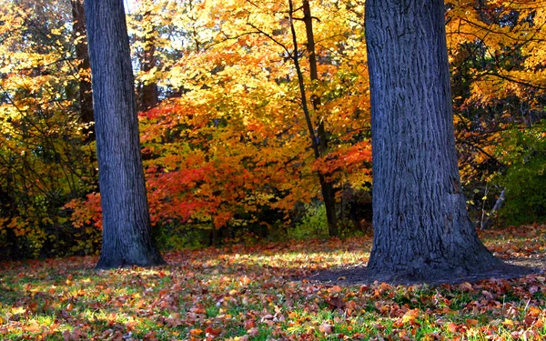 Paisaje de otoño Michigan —  Fotos de Stock