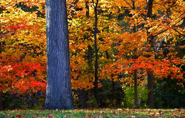 Paisaje de otoño Michigan — Foto de Stock