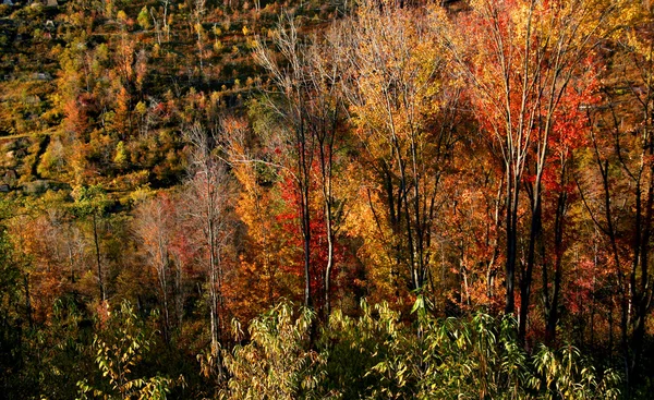 Veel kleurrijke bomen — Stockfoto