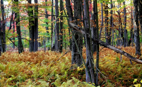 Angeblicher Wald — Stockfoto