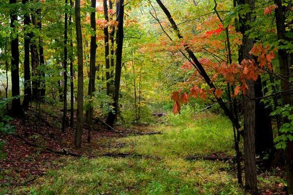 Paesaggio d'autunno — Foto Stock