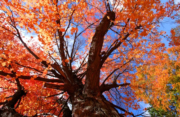Барвисті дерево — стокове фото