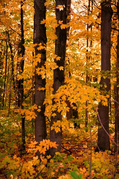 Arbre coloré fond — Photo