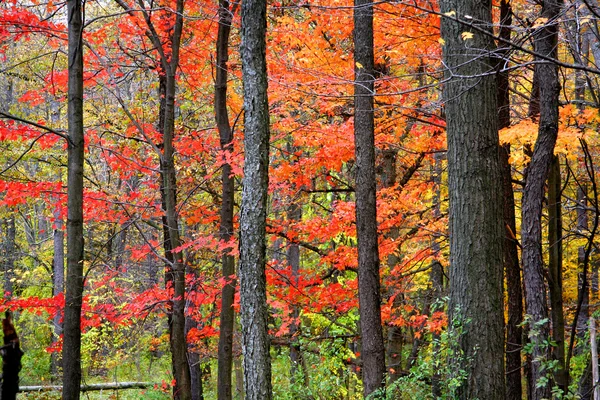 가을 풍경 — 스톡 사진