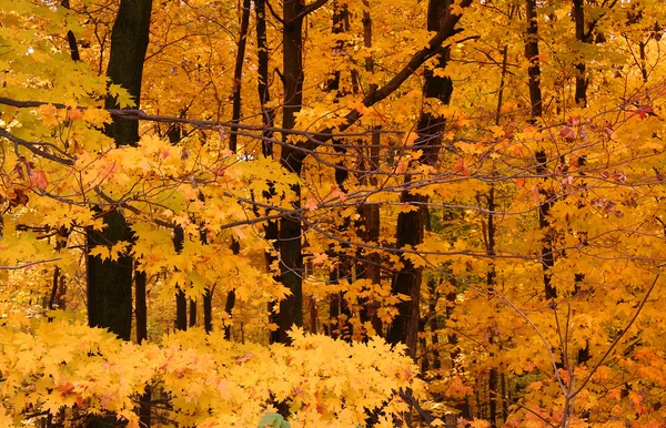 Höstlandskap — Stockfoto