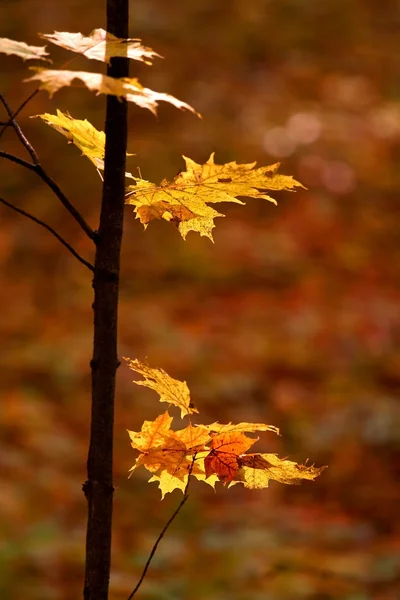 Yellow Maple Leaves — Stock Photo, Image
