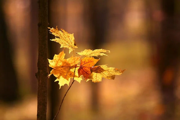 Feuilles d'érable jaunes — Photo