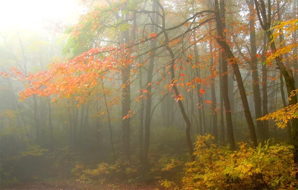 Niebla mañana de otoño — Foto de Stock