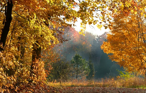 Nebliger Herbstmorgen — Stockfoto