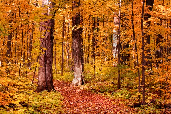 Podzimní chodník — Stock fotografie