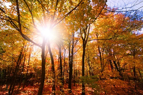 stock image Autumn Sun Raise