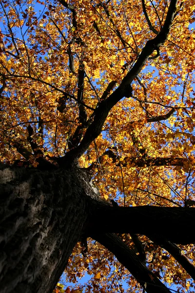 Πολύχρωμο δέντρο — Φωτογραφία Αρχείου