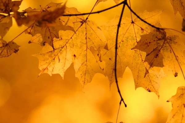 Maple leaves — Stock Photo, Image