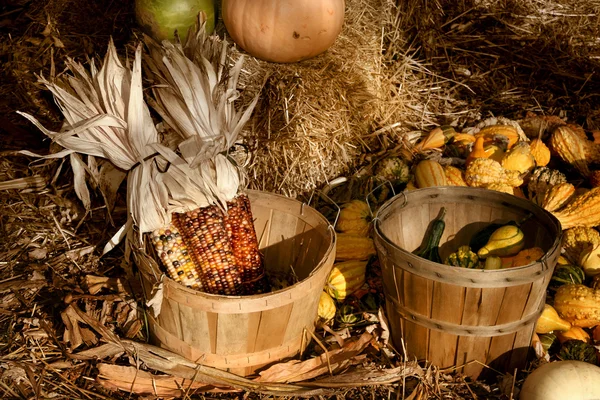 Harvest — Stock Photo, Image