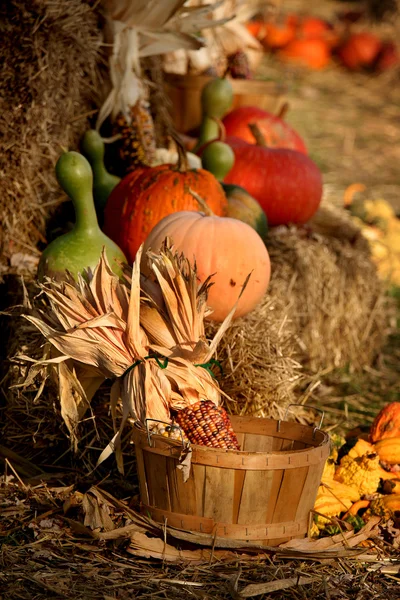 Pumpkin arrangement for sale — Stock Photo, Image
