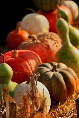 Autumn harvest clipart