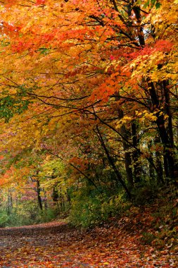 Autumn trees clipart