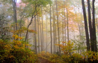 Fog in Allegheny mountains clipart