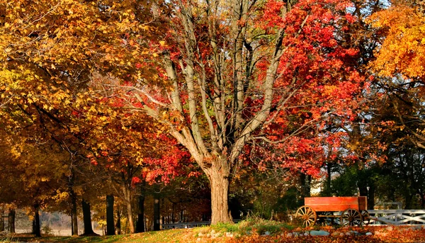 Herbstbäume — Stockfoto