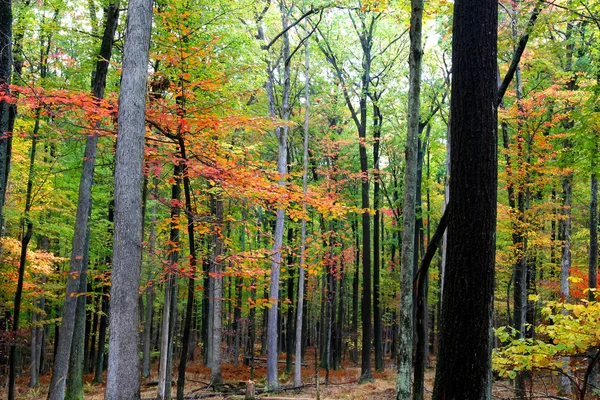 Pohon musim gugur — Stok Foto