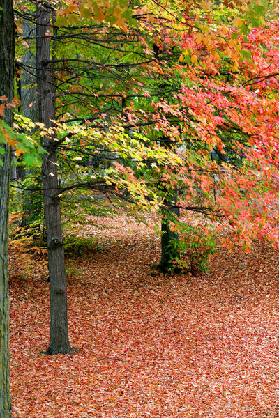 Colourful Autumn trees in a park