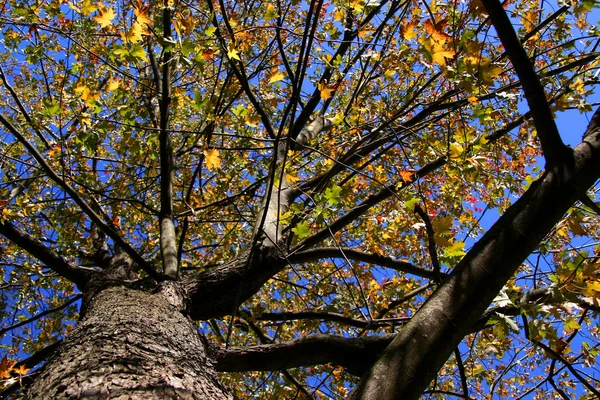秋天的树木 — 图库照片