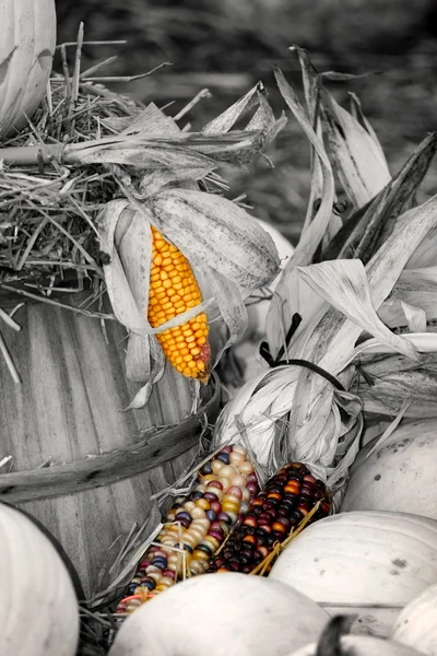 Conceito de colheita — Fotografia de Stock