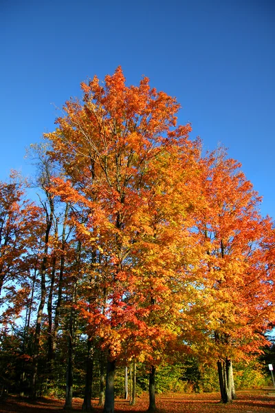 Herfst bomen — Stockfoto