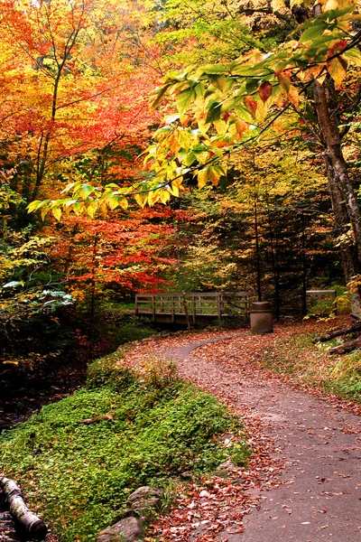 Caminhe através de árvores coloridas — Fotografia de Stock