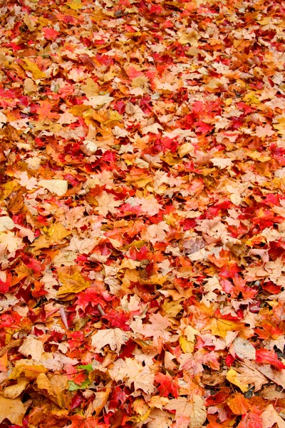 stock image Maple background